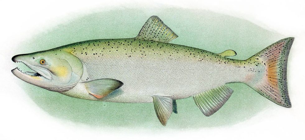 Chinook_Salmon_Adult_Male