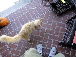 yelboy_top-cage-porch