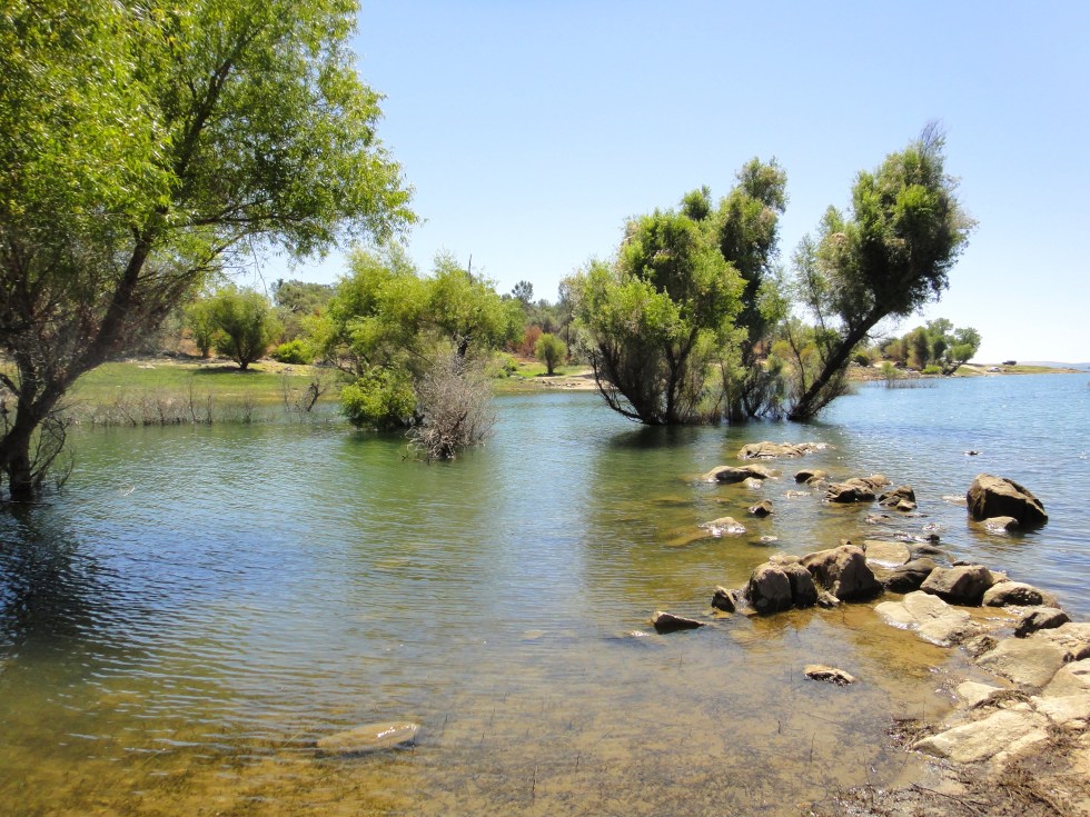 flsm_lak_lvlsdrndtrees